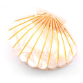 shell hair claw
